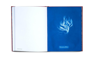 Cyanotype Imperfections