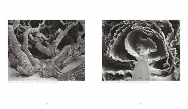 Weston : Edward, Brett, Cole, Cara. The Weston Photographers