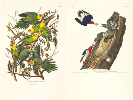 John James Audubon – Die Vögel Amerikas