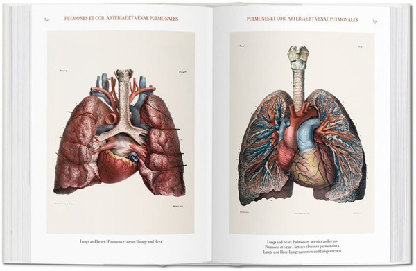 Jean Marc Bourgery. Atlas of Human Anatomy and Surgery