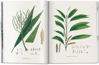 Martius. The Book of Palms