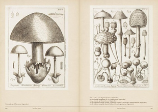 Mushroom Botanical Art