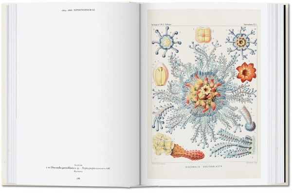The Art and Science of Ernst Haeckel