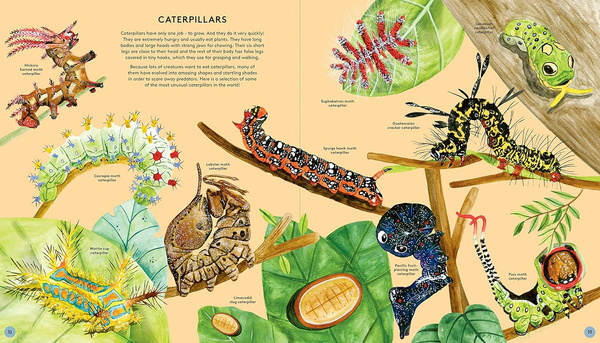 The Secret Life of Butterflies