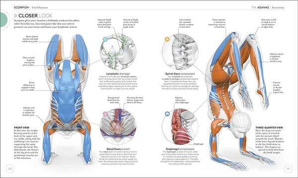 Science of Yoga: Understand the Anatomy and Physio