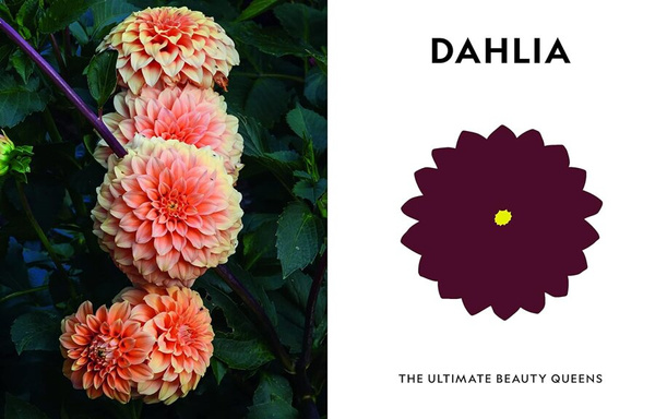 Super Bloom : A Field Guide to Flowers for Every Gardener