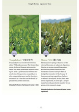 A Beginner's Guide to Japanese Tea : Selecting and Brewing the Perfect Cup of Sencha, Matcha, and Other Japanese Teas