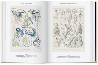The Art and Science of Ernst Haeckel