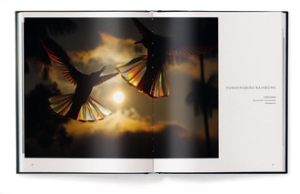 Birds : Poetry in the Sky