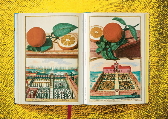 J. C. Volkamer. Citrus Fruits