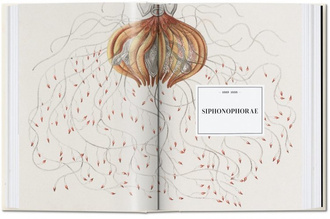 The Art and Science of Ernst Haeckel