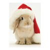 Santa Bunny Holiday Half Notecard