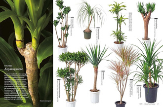 House Plants for Every Space