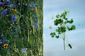 Edible Flowers : How, Why, and When We Eat Flowers