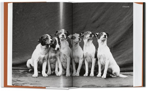 The Dog in Photography 1839-Today