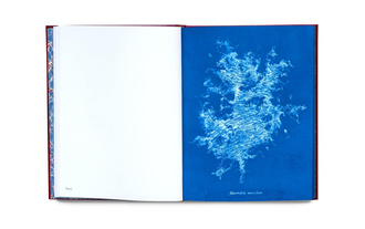 Cyanotype Imperfections