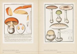 Mushroom Botanical Art