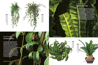 House Plants for Every Space