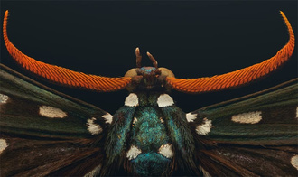 Extinct & Endangered : Insects in Peril