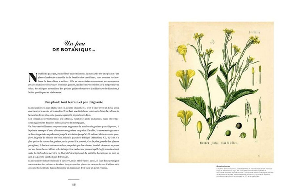 Mustard: A Treasure from Burgundy