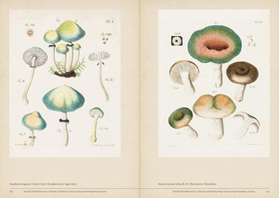 Mushroom Botanical Art