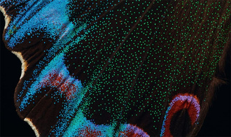 Extinct & Endangered : Insects in Peril