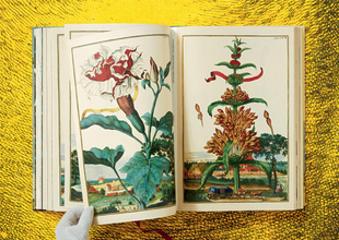 J. C. Volkamer. Citrus Fruits