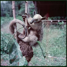 Adventures of a Young Naturalist : SIR DAVID ATTENBOROUGH'S ZOO QUEST EXPEDITIONS