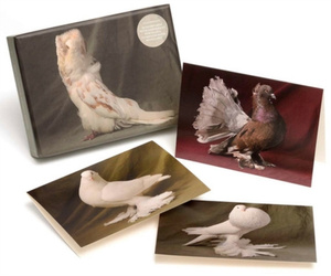 Beautiful Pigeons : 20 Notecards with 4 Different Portraits, Complete with Envelopes