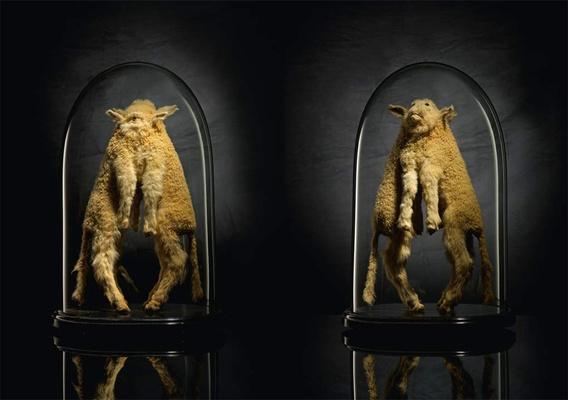 Taxidermy