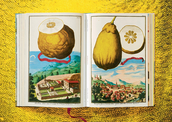 J. C. Volkamer. Citrus Fruits