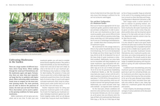 Home-Grown Mushrooms from Scratch