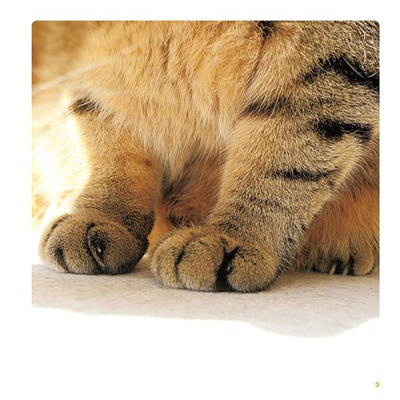 Cat Paws