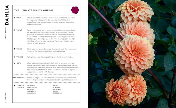 The Super Bloom Handbook