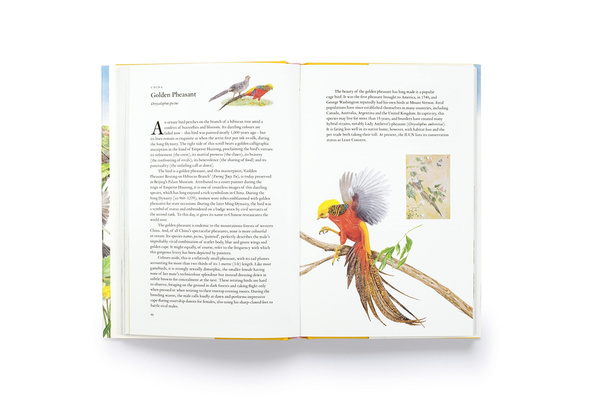 Around the World in 80 Birds