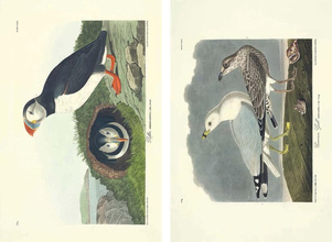 John James Audubon – Die Vögel Amerikas