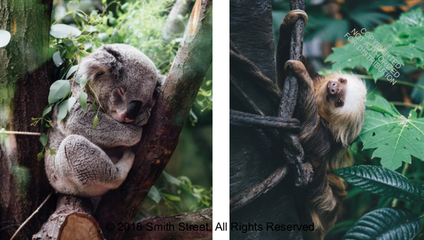 This Book Is Literally Just Pictures of Cute Animals That Will Make You Feel Better