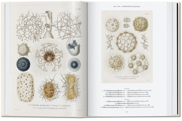 The Art and Science of Ernst Haeckel