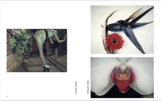 High Heels: Fashion Femininity Seduction