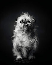 The Dogs : Human Animals