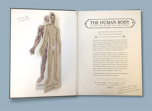 The Human Body