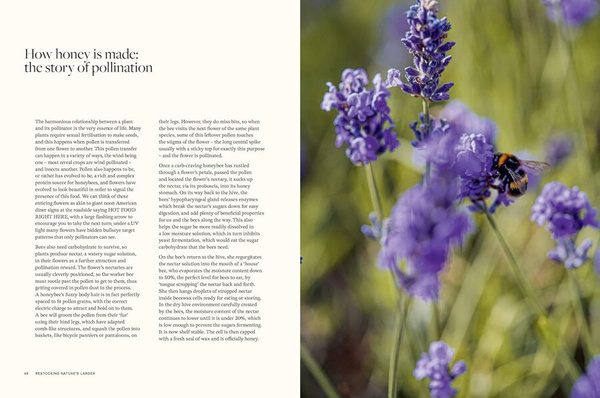 Honey : Recipes From a Beekeeper's Kitchen