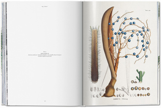 Martius. The Book of Palms