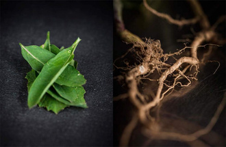 Mustard: A Treasure from Burgundy