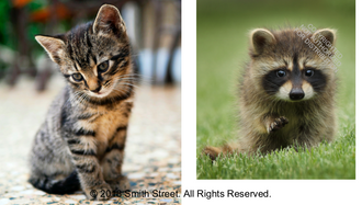 This Book Is Literally Just Pictures of Cute Animals That Will Make You Feel Better