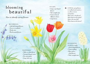 A Field Guide to Summer : Play and learn in nature