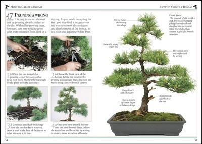 101 Essential Tips Bonsai : Breaks Down the Subject into 101 Easy-to-Grasp Tips