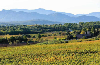 Adventures in Rose Wine in Provence