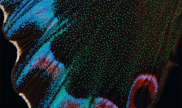 Extinct & Endangered : Insects in Peril