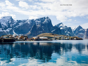 The Nordic Cookbook - Magnus Nilsson